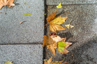 Sonbahar ayrıntıları, asfaltta renkli yapraklar.