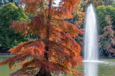 Etiro Park, Madrid, İspanya 'da sonbahar ağaçları ve su jeti