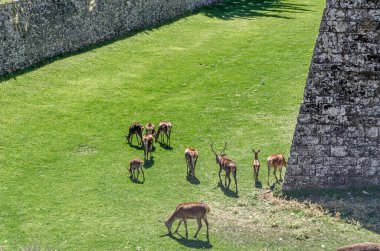 JACA, İspanya - 23 AĞUSTOS 2014: Kuzeydoğu İspanya 'nın Aragon eyaletinin Jaca kentindeki bir ortaçağ kalesi olan Jaca Kalesi' nin hendeğinde 1974 yılından beri yarı özgürlük içinde yaşayan geyik