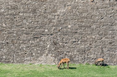 JACA, İspanya - 23 AĞUSTOS 2014: Kuzeydoğu İspanya 'nın Aragon eyaletinin Jaca kentindeki bir ortaçağ kalesi olan Jaca Kalesi' nin hendeğinde 1974 yılından beri yarı özgürlük içinde yaşayan geyik