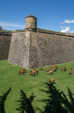 JACA, İspanya - 23 AĞUSTOS 2014: Kuzeydoğu İspanya 'nın Aragon eyaletinin Jaca kentindeki bir ortaçağ kalesi olan Jaca Kalesi' nin hendeğinde 1974 yılından beri yarı özgürlük içinde yaşayan geyik