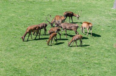 JACA, İspanya - 23 AĞUSTOS 2014: Kuzeydoğu İspanya 'nın Aragon eyaletinin Jaca kentindeki bir ortaçağ kalesi olan Jaca Kalesi' nin hendeğinde 1974 yılından beri yarı özgürlük içinde yaşayan geyik