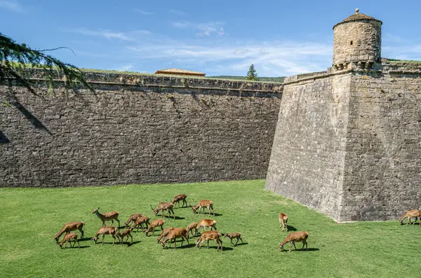 JACA, İspanya - 23 AĞUSTOS 2014: Kuzeydoğu İspanya 'nın Aragon eyaletinin Jaca kentindeki bir ortaçağ kalesi olan Jaca Kalesi' nin hendeğinde 1974 yılından beri yarı özgürlük içinde yaşayan geyik