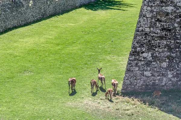 JACA, İspanya - 23 AĞUSTOS 2014: Kuzeydoğu İspanya 'nın Aragon eyaletinin Jaca kentindeki bir ortaçağ kalesi olan Jaca Kalesi' nin hendeğinde 1974 yılından beri yarı özgürlük içinde yaşayan geyik