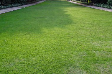 Parktaki güzel yeşil çimenler, doğal arka plan.