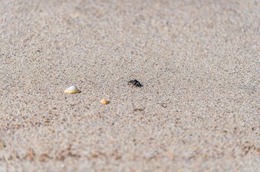 Kumsalda koşan küçük bir yengecin görüntüsü