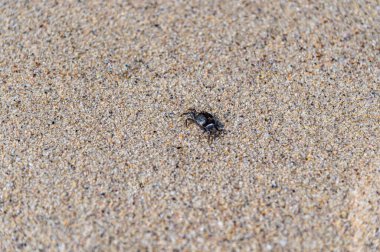 Kumsalda koşan küçük bir yengecin görüntüsü