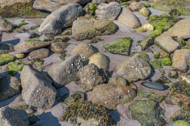 Deniz kıyısındaki ekosistemin bir parçası olan yosunların, deniz bitkilerinin, lichenlerin ve diğer organizmaların manzarası
