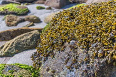 Deniz kıyısındaki ekosistemin bir parçası olan yosunların, deniz bitkilerinin, lichenlerin ve diğer organizmaların manzarası