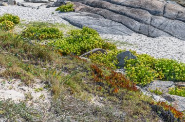 Deniz kıyısındaki ekosistemin bir parçası olan yosunların, deniz bitkilerinin, lichenlerin ve diğer organizmaların manzarası