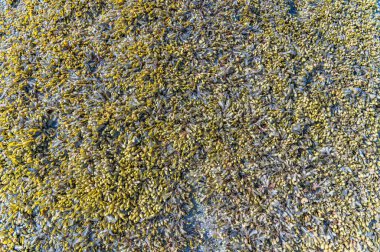 Deniz kıyısındaki ekosistemin bir parçası olan yosunların, deniz bitkilerinin, lichenlerin ve diğer organizmaların manzarası