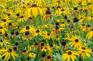 Bahçede renkli sonbahar çiçekleri, doğal arka plan