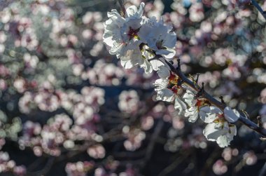 Badem ağaçları baharda Madrid, İspanya 'daki Quinta de los Molinos Parkı' nda çiçek açıyor
