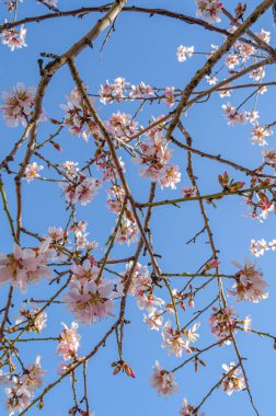 Badem ağaçları baharda Madrid, İspanya 'daki Quinta de los Molinos Parkı' nda çiçek açıyor