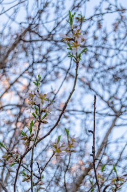 Badem ağaçları baharda Madrid, İspanya 'daki Quinta de los Molinos Parkı' nda çiçek açıyor