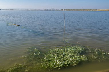 Albufera Doğal Parkı 'ndaki manzara, Valencia, İspanya