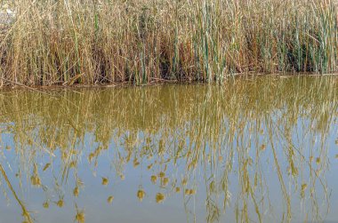 Albufera Doğal Parkı 'ndaki tipik bitki örtüsü, Valencia, İspanya