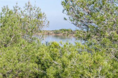 Albufera Doğal Parkı 'nda deniz kenarındaki tipik Akdeniz bitkisi, Valencia, İspanya