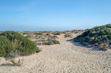 Albufera Doğal Parkı 'nda deniz kenarındaki tipik Akdeniz bitkisi, Valencia, İspanya