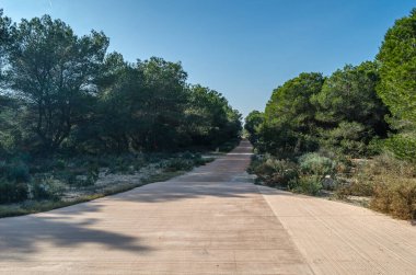 Albufera Doğal Parkı, Valencia, İspanya 'da deniz kenarındaki çam ormanının yolu.