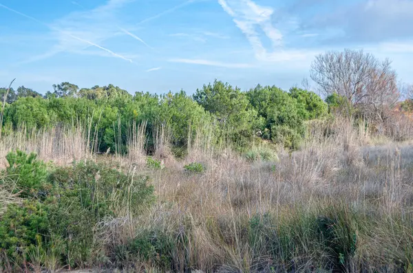 Albufera Doğal Parkı 'nda deniz kenarındaki tipik Akdeniz bitkisi, Valencia, İspanya