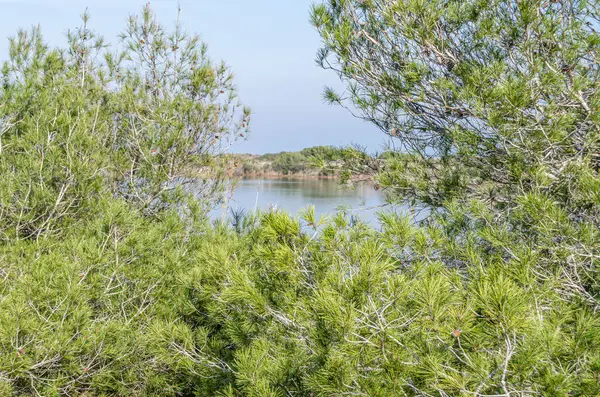 Albufera Doğal Parkı 'nda deniz kenarındaki tipik Akdeniz bitkisi, Valencia, İspanya