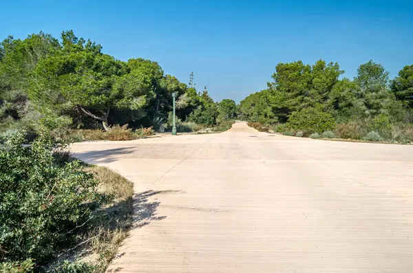 Albufera Doğal Parkı, Valencia, İspanya 'da deniz kenarındaki çam ormanının yolu.