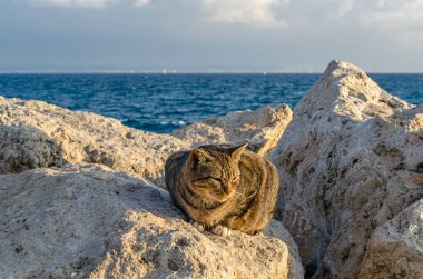 Deniz kenarında kayaların üzerinde oturan kedi.