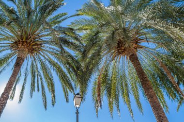 Mavi gökyüzü arka planında palmiye ağaçları