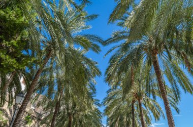 Mavi gökyüzü arka planında palmiye ağaçları