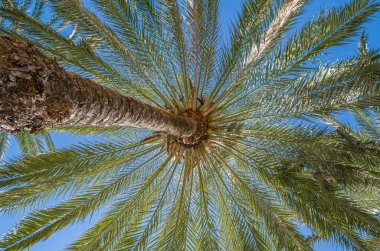 Mavi gökyüzü arka planında palmiye ağaçları
