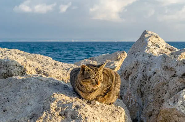 Deniz kenarında kayaların üzerinde oturan kedi.