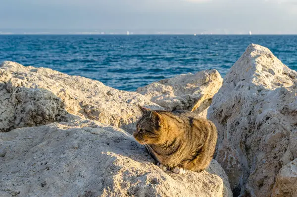 Deniz kenarında kayaların üzerinde oturan kedi.