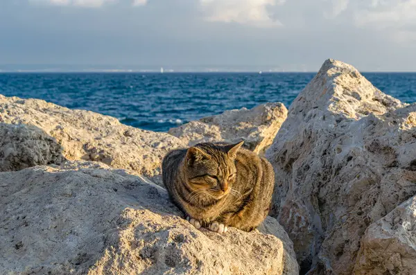 Deniz kenarında kayaların üzerinde oturan kedi.