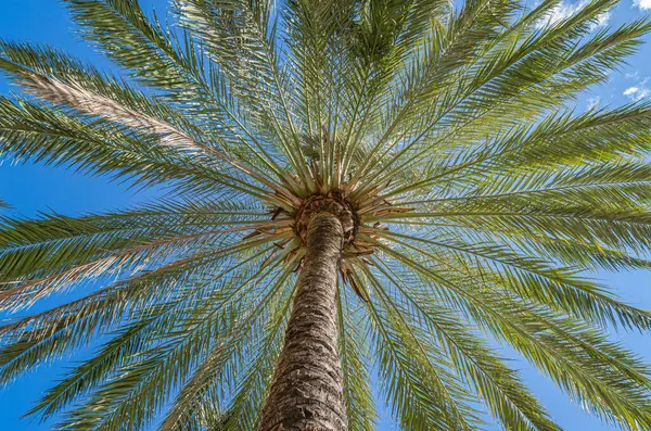 Mavi gökyüzü arka planında palmiye ağaçları