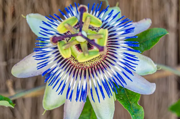 Güzel mavi tutku çiçeği (Passiflora caerulea) çiçeği, doğal ayrıntı