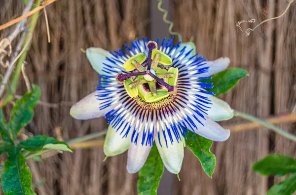 Güzel mavi tutku çiçeği (Passiflora caerulea) çiçeği, doğal ayrıntı