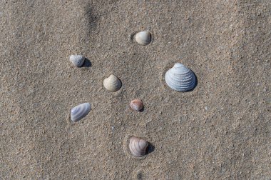 Kumsaldaki deniz kabukları