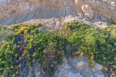 Tipik Akdeniz bitki örtüsü Costa Blanca, Alicante ili, İspanya