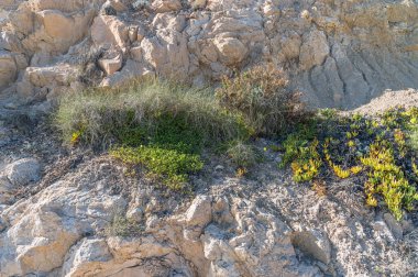 Tipik Akdeniz bitki örtüsü Costa Blanca, Alicante ili, İspanya