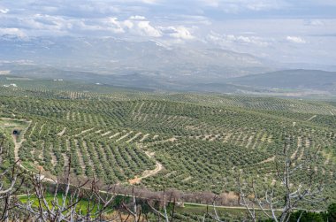 Güney İspanya 'nın Endülüs eyaletinin Ubeda kenti etrafındaki zeytin ağaçlarının manzarası, 