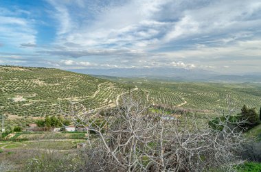 Güney İspanya 'nın Endülüs eyaletinin Ubeda kenti etrafındaki zeytin ağaçlarının manzarası, 