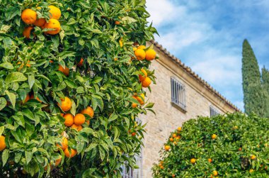 Ubeda, Endülüs, İspanya 'da bir parkta portakal ağacı