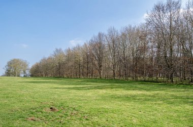 İlkbaharda parkta yapraksız ağaçlar