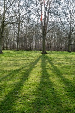 İlkbaharda parkta yapraksız ağaçlar