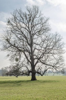 İlkbaharda parkta yapraksız ağaçlar