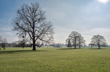 İlkbaharda parkta yapraksız ağaçlar