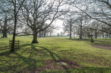 İlkbaharda parkta yapraksız ağaçlar