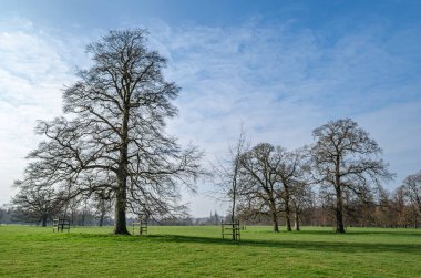 İlkbaharda parkta yapraksız ağaçlar