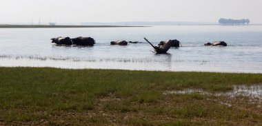 Sirindhorn DamUbonratchathani 'de bufalo oynuyor, 26 Şubat 2024